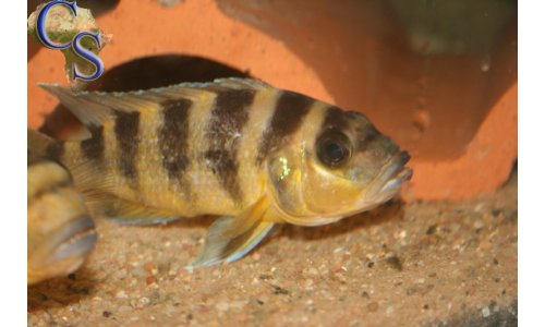 Neolamprologus sexfasciatus Gold